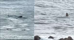 Turista flagra tubarão nadando próximo a crianças em Guarujá (SP): 'Deu para ver certinho'