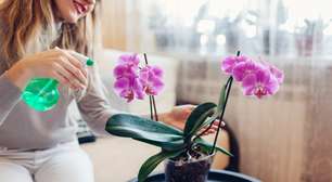 Pouca gente sabe, mas este detalhe é o sinal definitivo de que sua orquídea precisa de água agora
