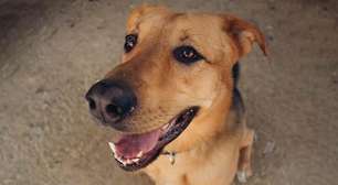 Curso gratuito de banho e tosa da carreta do Fundo Social tem inscrições abertas em Mogi