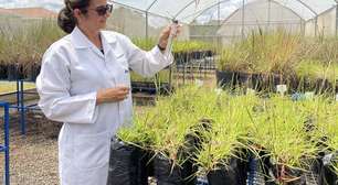 Programa Artemis: Brasil cria "superplantas" que servirão de alimento no espaço e na Terra