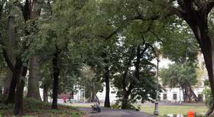 Emanuel Alencar - Cuidar das árvores: tarefa simples mas abandonada