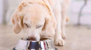 Perigo no prato: como a alimentação errada prejudica a saúde dos pets