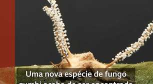 A nova espécie de 'fungo zumbi' descoberta em Minas Gerais