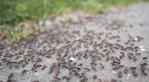 As melhores maneiras de eliminar formigueiros da sua casa ou jardim de forma rápida e fácil