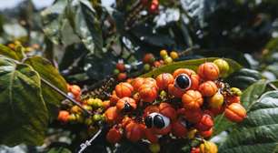 Guaraná: 6 benefícios para a saúde e como usar a planta corretamente