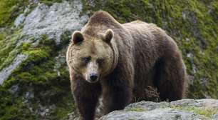 Ursos estão comendo mais plantas para sobreviverem à crise climática, aponta estudo