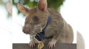 Herói do Camboja: o rato gigante africano que detectou minas terrestres e ganhou aposentadoria após salvar milhares de vidas