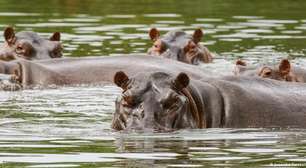 Colômbia decide abater hipopótamos de Pablo Escobar