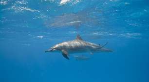 8 curiosidades sobre a forma de dormir e o sono dos animais na natureza