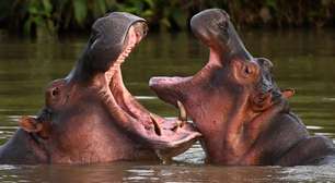 Por que governo da Colômbia vai sacrificar 80 hipopótamos de Pablo Escobar
