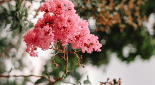 Pode atingir até três metros de altura e florescer 120 dias por ano. Esta planta é uma das preferidas dos jardineiros