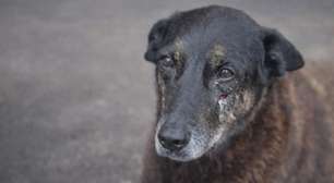 Caso Orelha: morre em Santa Catarina empresário investigado por coação de testemunha