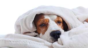 Impressão nasal de cães: o "RG natural" do focinho que torna cada animal único, como uma impressão digital