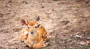 Menino Deus: Veado ferido é encontrado e recolhido pela Patram em área urbana da Capital