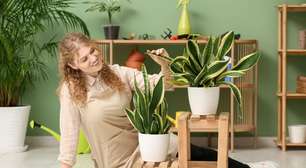 6 plantas que trazem energias positivas para o seu lar