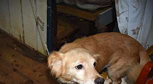 Ação conjunta no RS resgata moradores e animais em situação de risco