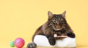 Entenda os riscos do tártaro para a saúde de cães e gatos