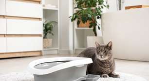 10 itens essenciais que toda casa com gato deve ter