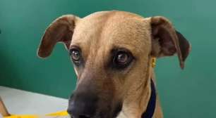 Cachorro caramelo resgatado das ruas do Ceará é adotado e vai morar na Suíça; conheça a história