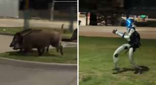 Robô humanoide é usado para espantar javalis em bairro na Polônia