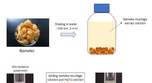 Cogumelo remove até 98,4% dos microplásticos da água
