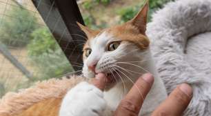 Por que o gato morde durante o carinho? Especialista explica o sinal de alerta