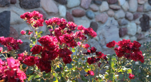 Um jardineiro dá os melhores conselhos para garantir que nossas roseiras produzam o máximo de flores possível