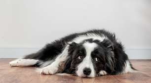 Como saber se seu cão está com dor (e o que fazer nesse caso)