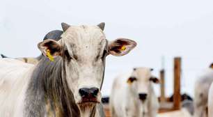 Boi gordo mantém valor, mas "boi China" e vaca puxam alta na arroba