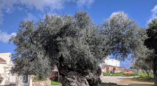 Com estimados 4 mil anos de idade, oliveira de Vouves, na Grécia, muda o que sabíamos sobre a longevidade dessa espécie