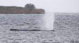 Milionários financiam mais uma tentativa de salvar baleia encalhada na Alemanha