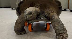 Tartaruga volta a andar após ganhar rodinhas; confira o vídeo