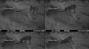 As mães linces lavam suas caças em água antes de entregá-las aos filhotes, mas ninguém sabe por quê