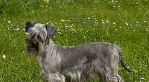 Cesky terrier: conheça as características dessa raça de cachorro