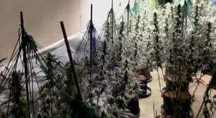 'Floresta' de maconha e mala de cocaína: PF e polícia da Espanha fazem ação contra tráfico de drogas