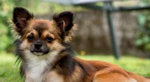 Pequenino, Chihuahua tem coragem, energia e muita lealdade