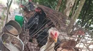 Operação resgata aves mantidas em gaiolas minúsculas e sem água no Norte do RS