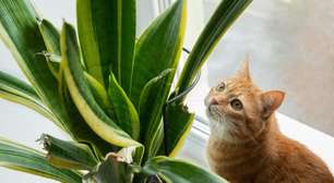 Conheça as plantas consideradas tóxicas para cães e gatos
