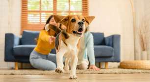 Pet em casa: por que acariciar um animal reduz sua pressão arterial