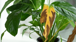 Por que as folhas das suas plantas ficam queimadas nas pontas, segundo especialistas