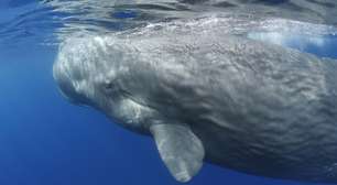Comunicação das baleias-cachalote é muito parecida com a dos humanos, diz estudo