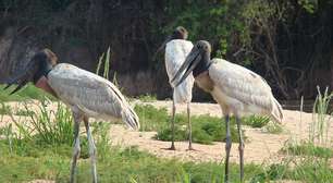 Tuiuiú: ave símbolo do Pantanal é considerada a cegonha da América Latina