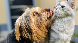 Adotou um cachorrinho e quer saber o signo dele? Descubra como