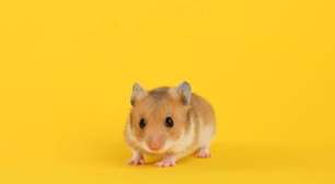 Hamster: 7 curiosidades sobre esse roedor