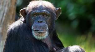 Quando a floresta vira farmácia: como chimpanzés aprendem a se automedicar e o que isso revela sobre nós