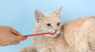 Pet com bafo? 7 causas do mau hálito em cães e gatos