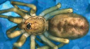 Aranha minúscula da Colômbia recebe nome em homenagem ao Pink Floyd e revela segredos da biodiversidade urbana