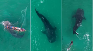 Em Arraial do Cabo, tubarão-baleia fica preso em rede de pesca e mobiliza equipes de resgate