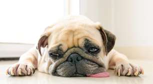 Seu pet está entediado? Veja como o enriquecimento ambiental muda a rotina