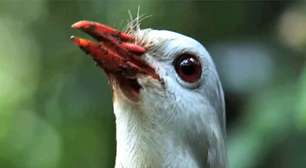 O curioso caso do kagu, a ave que não voa e emite sons que parecem latidos